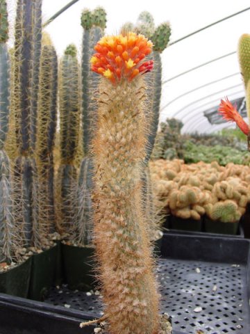 Micranthocereus_auriazureus